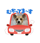 コーギー犬のちゃべす君（個別スタンプ：6）