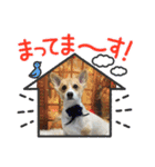 コーギー犬のちゃべす君（個別スタンプ：8）