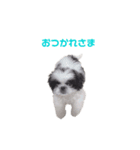 ペキシーズのパンダちゃん①（個別スタンプ：3）