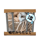 しろくん40スタンプ（個別スタンプ：13）