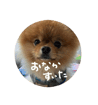はるの日常で使えるはずなスタンプ（個別スタンプ：1）