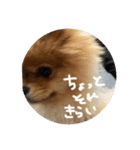 はるの日常で使えるはずなスタンプ（個別スタンプ：6）