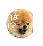 はるの日常で使えるはずなスタンプ（個別スタンプ：14）