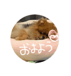 はるの日常で使えるはずなスタンプ（個別スタンプ：16）