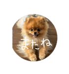 はるの日常で使えるはずなスタンプ（個別スタンプ：18）