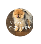 はるの日常で使えるはずなスタンプ（個別スタンプ：19）
