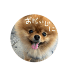 はるの日常で使えるはずなスタンプ（個別スタンプ：29）