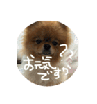 はるの日常で使えるはずなスタンプ（個別スタンプ：37）