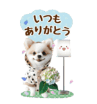 雨の日のチワワに癒されるスタンプ[BIG]（個別スタンプ：18）