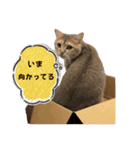 おもち : スタンプVol.1（個別スタンプ：10）