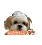 マルシーズーのぱるむ（個別スタンプ：2）