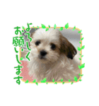 マルシーズーのぱるむ（個別スタンプ：3）