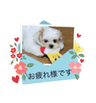 マルシーズーのぱるむ（個別スタンプ：4）
