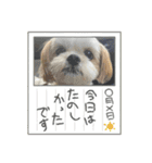 マルシーズーのぱるむ（個別スタンプ：5）