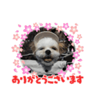 マルシーズーのぱるむ（個別スタンプ：6）