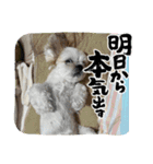 マルシーズーのぱるむ（個別スタンプ：8）