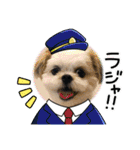 マルシーズーのぱるむ（個別スタンプ：10）
