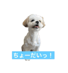 マルシーズーのぱるむ（個別スタンプ：16）