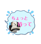 マルシーズーのぱるむ（個別スタンプ：17）