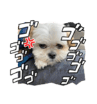 マルシーズーのぱるむ（個別スタンプ：19）
