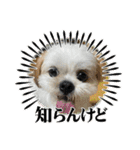 マルシーズーのぱるむ（個別スタンプ：21）