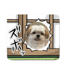 マルシーズーのぱるむ（個別スタンプ：22）