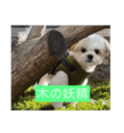 マルシーズーのぱるむ（個別スタンプ：23）