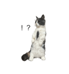 我が家の愛猫、てんちゃん（個別スタンプ：1）