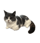 我が家の愛猫、てんちゃん（個別スタンプ：2）
