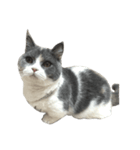 我が家の愛猫、てんちゃん（個別スタンプ：3）