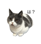 我が家の愛猫、てんちゃん（個別スタンプ：4）