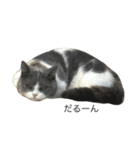 我が家の愛猫、てんちゃん（個別スタンプ：5）