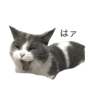 我が家の愛猫、てんちゃん（個別スタンプ：6）