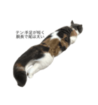 我が家の愛猫、てんちゃん（個別スタンプ：8）