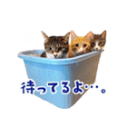 ととのう猫カフェバーニャスタンプ第2弾（個別スタンプ：9）