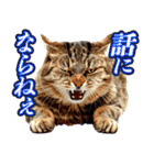 治安が悪い猫（個別スタンプ：13）