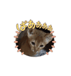 私達猫です2（個別スタンプ：9）