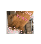 のらっちーむ ❣️一緒に遊ぼう❣️（個別スタンプ：11）