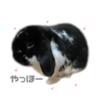 たれみみうさぎ♡うにちゃん5（個別スタンプ：1）