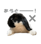たれみみうさぎ♡うにちゃん5（個別スタンプ：4）