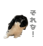 たれみみうさぎ♡うにちゃん5（個別スタンプ：5）