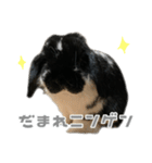 たれみみうさぎ♡うにちゃん5（個別スタンプ：9）