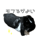 たれみみうさぎ♡うにちゃん5（個別スタンプ：12）