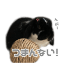 たれみみうさぎ♡うにちゃん5（個別スタンプ：13）