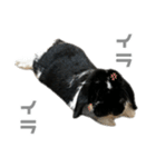 たれみみうさぎ♡うにちゃん5（個別スタンプ：14）