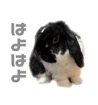 たれみみうさぎ♡うにちゃん5（個別スタンプ：15）