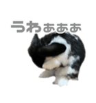 たれみみうさぎ♡うにちゃん5（個別スタンプ：17）