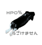 たれみみうさぎ♡うにちゃん5（個別スタンプ：19）