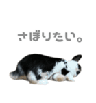 たれみみうさぎ♡うにちゃん5（個別スタンプ：22）