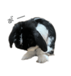 たれみみうさぎ♡うにちゃん5（個別スタンプ：24）